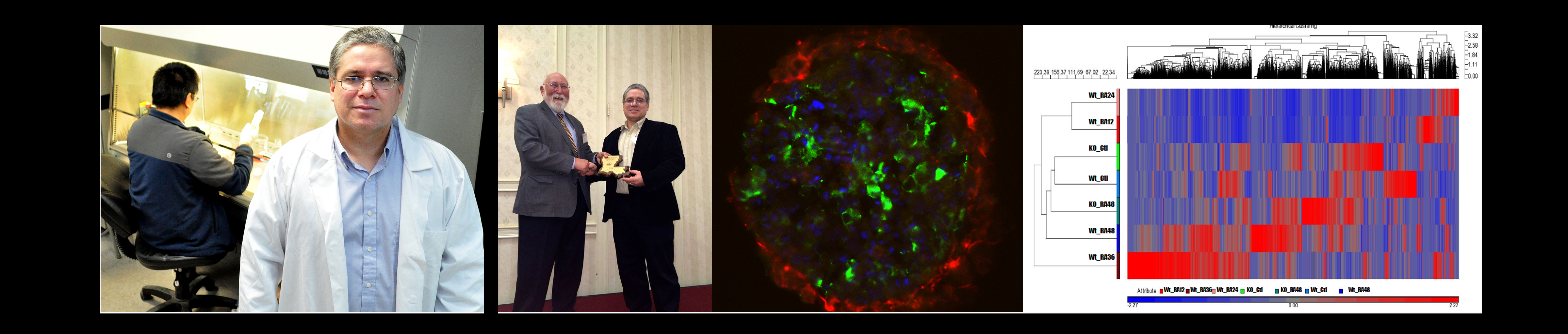 Cell culture, INBRE, Immunofluorescence, Heatmap